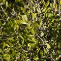Duarte Frade · CC BY 4.0 · GBIF