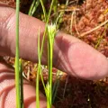 Brandon Corder · CC BY 4.0 · GBIF