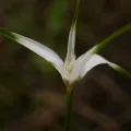 Anders Hastings · CC BY 4.0 · GBIF
