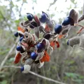 Seema Merchant · CC BY 4.0 · GBIF