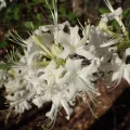 John P Friel · CC BY 4.0 · GBIF