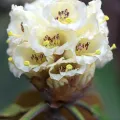 Morten Ross · CC BY 4.0 · GBIF