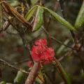Siddarth Machado · CC BY 4.0 · GBIF