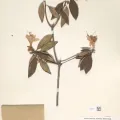 Naturalis Biodiversity Center · CC0 1.0 · GBIF