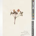 Royal Botanic Gardens, Kew · CC BY 4.0 · GBIF