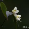 Wang.QG · CC BY 4.0 · GBIF