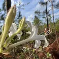 Anne Parker · CC BY 4.0 · GBIF