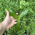 Becky Dill · CC0 1.0 · GBIF