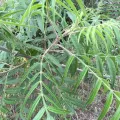 Jane Weeden · CC BY 4.0 · GBIF