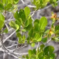 Shaun Swanepoel · CC BY 4.0 · GBIF