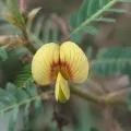 Sinaloa Silvestre · CC0 1.0 · GBIF