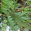 賴碧珠 · CC BY 4.0 · GBIF