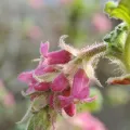John Cowles · CC0 1.0 · GBIF