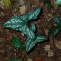 Julien Renoult · CC BY 4.0 · GBIF