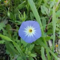 Genevieve Early · CC BY 4.0 · GBIF