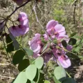 Becky Dill · CC0 1.0 · GBIF