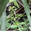 Facundo Chieffo · CC BY 4.0 · GBIF