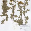 Naturalis Biodiversity Center · CC0 1.0 · GBIF