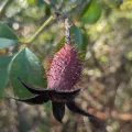 Nonbinary-Naturalist · CC0 1.0 · GBIF