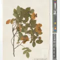 Royal Botanic Gardens, Kew · CC BY 4.0 · GBIF
