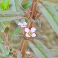 Sinaloa Silvestre · CC0 1.0 · GBIF