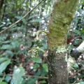 Guillaume Delaitre · CC BY 4.0 · GBIF