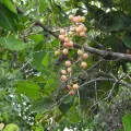 amantedarmanin · CC BY 4.0 · GBIF