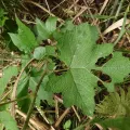 如此甚好 · CC BY 4.0 · GBIF