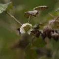 Siddarth Machado · CC BY 4.0 · GBIF