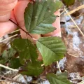Jamie VanBuskirk · CC BY 4.0 · GBIF