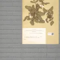 Naturalis Biodiversity Center · CC0 1.0 · GBIF