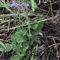 saltyhiker · CC BY 4.0 · GBIF