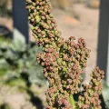 Cristhian Mace · CC BY 4.0 · GBIF