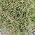 Peter de Lange · CC0 1.0 · GBIF