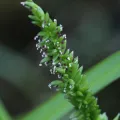 Samuel A Schmid, PhD, PWS · CC BY 4.0 · GBIF
