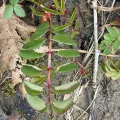 Karen Saunders · CC BY 4.0 · GBIF
