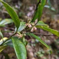 Cheng-Te Hsu · CC BY 4.0 · GBIF
