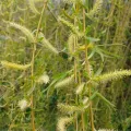 Gerry van Tonder · CC BY 4.0 · GBIF