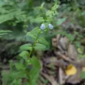 Repina Tatyana · CC BY 4.0 · GBIF
