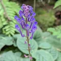 Sagnik Dutta Roy · CC BY 4.0 · GBIF