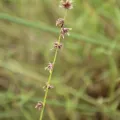 Erwin Sieben · CC0 1.0 · GBIF