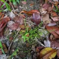 pbsg · CC BY 4.0 · GBIF