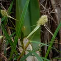 Paul Prior · CC BY 4.0 · GBIF