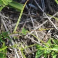 Erwin Sieben · CC0 1.0 · GBIF