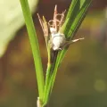 Scott W. Gavins · CC BY 4.0 · GBIF