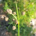 Flavien Saboureau · CC BY 4.0 · GBIF