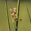 Erwin Sieben · CC0 1.0 · GBIF