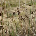 Duarte Frade · CC BY 4.0 · GBIF