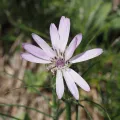 Michael Knapp · CC BY 4.0 · GBIF