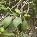 Sinaloa Silvestre · CC0 1.0 · GBIF
